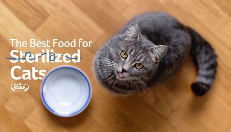 Choosing the Best Food for Sterilized Cats